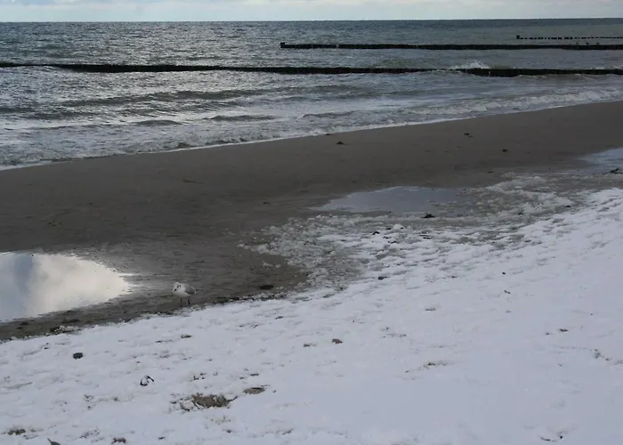 Am Kuestenwald * Wustrow (Fischland)